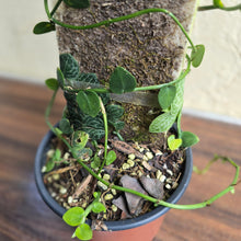 Load image into Gallery viewer, #111 Rhaphidophora Cryptantha + Rhaphidophora Hayi