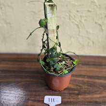 Load image into Gallery viewer, #111 Rhaphidophora Cryptantha + Rhaphidophora Hayi
