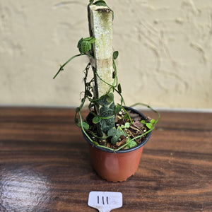 #111 Rhaphidophora Cryptantha + Rhaphidophora Hayi