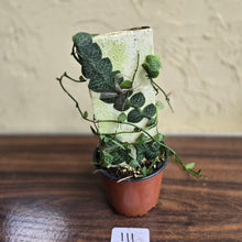 Load image into Gallery viewer, #111 Rhaphidophora Cryptantha + Rhaphidophora Hayi