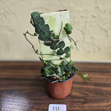 Load image into Gallery viewer, #111 Rhaphidophora Cryptantha + Rhaphidophora Hayi