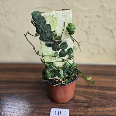 #111 Rhaphidophora Cryptantha + Rhaphidophora Hayi