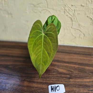 #H10 Anthurium Dark Night x