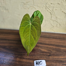 Load image into Gallery viewer, #H10 Anthurium Dark Night x