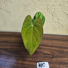 Load image into Gallery viewer, #H10 Anthurium Dark Night x