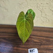 Load image into Gallery viewer, #H10 Anthurium Dark Night x