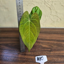 Load image into Gallery viewer, #H10 Anthurium Dark Night x