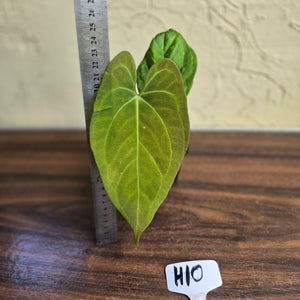 #H10 Anthurium Dark Night x