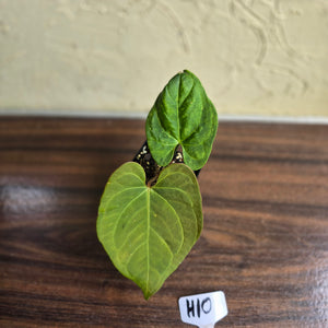#H10 Anthurium Dark Night x