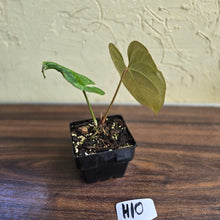 Load image into Gallery viewer, #H10 Anthurium Dark Night x