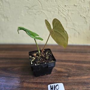 #H10 Anthurium Dark Night x