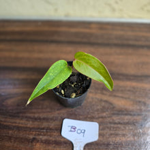 Load image into Gallery viewer, #B09 Pink Vein Anthurium Pandurilaminum x