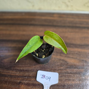 #B09 Pink Vein Anthurium Pandurilaminum x