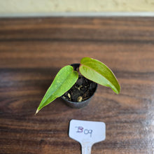 Load image into Gallery viewer, #B09 Pink Vein Anthurium Pandurilaminum x