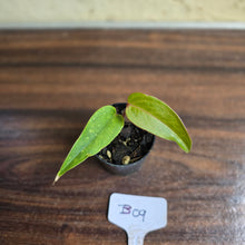 Load image into Gallery viewer, #B09 Pink Vein Anthurium Pandurilaminum x