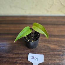 Load image into Gallery viewer, #B09 Pink Vein Anthurium Pandurilaminum x