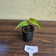 Load image into Gallery viewer, #B09 Pink Vein Anthurium Pandurilaminum x