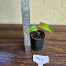 Load image into Gallery viewer, #B09 Pink Vein Anthurium Pandurilaminum x