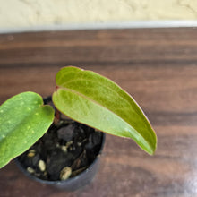 Load image into Gallery viewer, #B09 Pink Vein Anthurium Pandurilaminum x