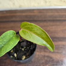 Load image into Gallery viewer, #B09 Pink Vein Anthurium Pandurilaminum x