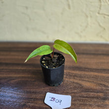 Load image into Gallery viewer, #B09 Pink Vein Anthurium Pandurilaminum x