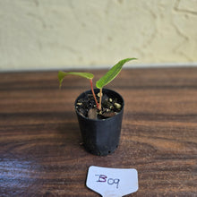 Load image into Gallery viewer, #B09 Pink Vein Anthurium Pandurilaminum x