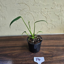 Load image into Gallery viewer, #P4 Philodendron Burle Marx Flame
