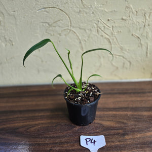 #P4 Philodendron Burle Marx Flame
