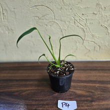 Load image into Gallery viewer, #P4 Philodendron Burle Marx Flame