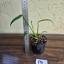 Load image into Gallery viewer, #P4 Philodendron Burle Marx Flame