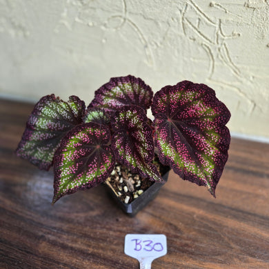 #B30 Begonia Unknown