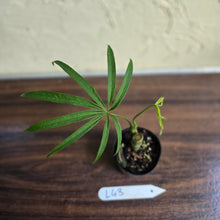 Load image into Gallery viewer, #L43 Anthurium Polydactylum
