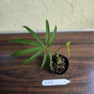 #L43 Anthurium Polydactylum