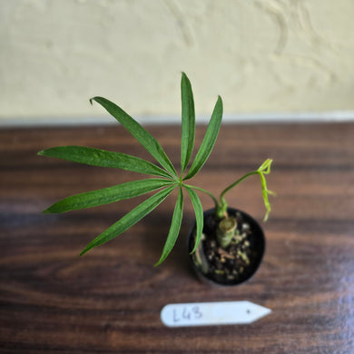 #L43 Anthurium Polydactylum