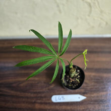 Load image into Gallery viewer, #L43 Anthurium Polydactylum