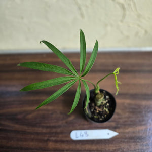 #L43 Anthurium Polydactylum