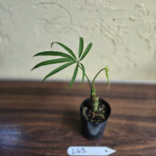 Load image into Gallery viewer, #L43 Anthurium Polydactylum