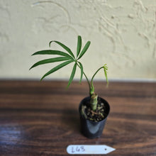 Load image into Gallery viewer, #L43 Anthurium Polydactylum