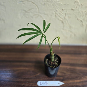 #L43 Anthurium Polydactylum