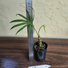Load image into Gallery viewer, #L43 Anthurium Polydactylum