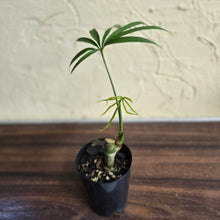 Load image into Gallery viewer, #L43 Anthurium Polydactylum