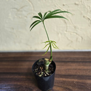 #L43 Anthurium Polydactylum