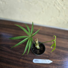 Load image into Gallery viewer, #M91 Anthurium Polydactylum