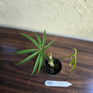 #M91 Anthurium Polydactylum