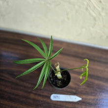 Load image into Gallery viewer, #M91 Anthurium Polydactylum