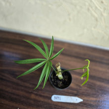 Load image into Gallery viewer, #M91 Anthurium Polydactylum