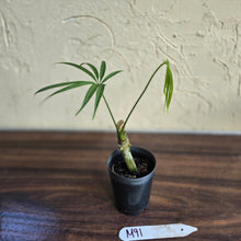 Load image into Gallery viewer, #M91 Anthurium Polydactylum