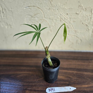 #M91 Anthurium Polydactylum