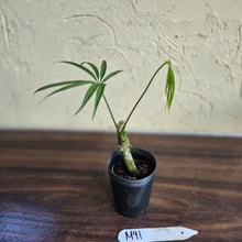 Load image into Gallery viewer, #M91 Anthurium Polydactylum