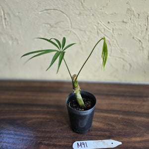 #M91 Anthurium Polydactylum